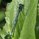 Coenagrion pulchellum male-190308